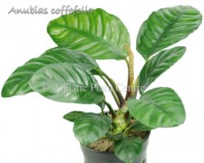 Anubias coffefolia